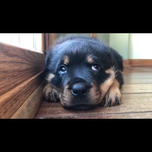 Meet your Posher, Mary